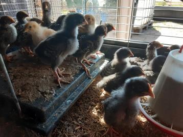 Noord-Hollandse blauwe hennen  beschikbaar voor biedingen