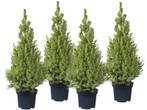 Kerstbomen Picea glauca Conica, Ophalen, Overige soorten, Volle zon