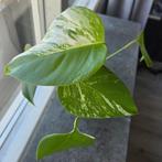 Monstera Variegata, Ophalen, Halfschaduw, Minder dan 100 cm