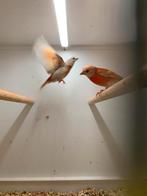 een koppel mutatie kapoetsensijs 2025, Dieren en Toebehoren, Vogels | Kanaries, Meerdere dieren