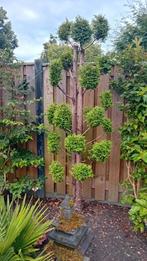Vormbomen coniferen dubbele dike stam., Tuin en Terras, Planten | Bomen, Bloeit niet, Overige soorten, 100 tot 250 cm, Ophalen