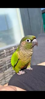 2 hele lieve pyrrhura's (koppeltje), Dieren en Toebehoren, Vogels | Parkieten en Papegaaien, Meerdere dieren, Dwergpapegaai of Agapornis