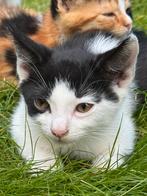 Lieve kittens zoeken nieuw huisje, Dieren en Toebehoren, Katten en Kittens | Overige Katten, Meerdere dieren