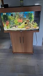 aquarium, Ophalen, Gebruikt, Gevuld zoetwateraquarium