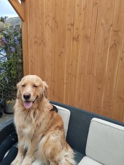 Warm huisje gezocht voor Charlie, Dieren en Toebehoren, Honden | Retrievers, Spaniëls en Waterhonden, Reu, Golden retriever, Particulier