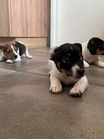 Te Koop Jack Russell Pups, Rabiës (hondsdolheid), Jack Russell Terriër, 8 tot 15 weken, Meerdere