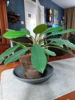 Kamerplanten, Ophalen, Overige soorten, In pot, 100 tot 150 cm