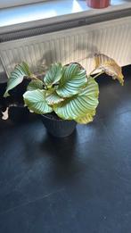 Gratis kamer plant, Huis en Inrichting, Ophalen of Verzenden, Overige soorten, Minder dan 100 cm