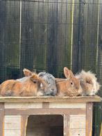 Super lieve konijntjes, Dieren en Toebehoren, Konijnen, Meerdere dieren, Dwerg, 0 tot 2 jaar