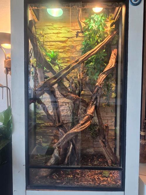Terrarium kast, Dieren en Toebehoren, Reptielen en Amfibieën | Toebehoren, Zo goed als nieuw, Overige typen, Ophalen