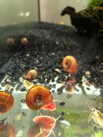Rode posthoorn slakken, Dieren en Toebehoren, Vissen | Aquariumvissen, Slak of Weekdier