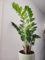 Plant Kalanchoë, Ophalen of Verzenden, Overige soorten, Minder dan 100 cm