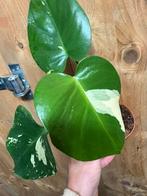 Monstera deliciosa variegata plant albo white wit, Huis en Inrichting, Kamerplanten, Ophalen of Verzenden, Halfschaduw, Minder dan 100 cm