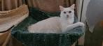 Turkse angora cattery van karalice heeft / verwacht kittens, Dieren en Toebehoren, Kater, Ontwormd