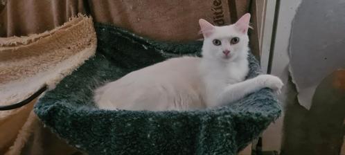Turkse angora cattery van karalice heeft / verwacht kittens, Dieren en Toebehoren, Katten en Kittens | Raskatten | Langhaar, Kater