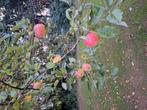 Appels voor appelmoes of appeltaart, Dieren en Toebehoren, Karper of Koi