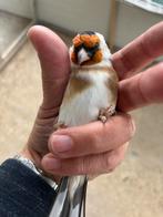Mannen putters 2025, Dieren en Toebehoren, Vogels | Overige Vogels, Mannelijk, Wildzangvogel