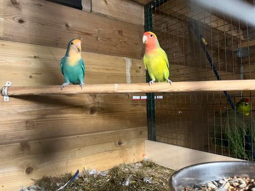 Stelletje prachtig gekleurde agapornissen, Dieren en Toebehoren, Vogels | Parkieten en Papegaaien, Dwergpapegaai of Agapornis