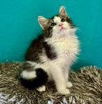 Noorse Boskat kittens odd eye, Dieren en Toebehoren, Katten en Kittens | Raskatten | Langhaar, Meerdere dieren, Ontwormd, 0 tot 2 jaar