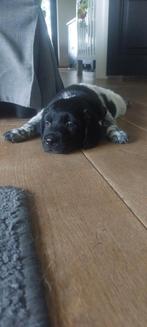 Prachtige Friese Stabij pups te koop, Overige rassen, 8 tot 15 weken, Meerdere, Meerdere dieren
