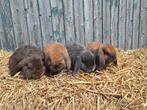 Jonge Nederlandse hangoor dwerg voedsters, Dieren en Toebehoren, Vrouwelijk, Dwerg, Hangoor