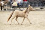 * Eyecatcher! * Uniek champagne minipaardje, Gechipt, 0 tot 2 jaar, Hengst, A pony (tot 1.17m)