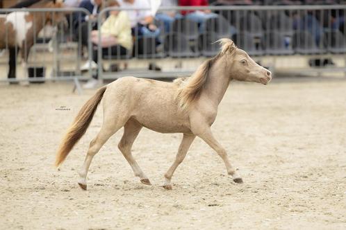 * Eyecatcher! * Uniek champagne minipaardje, Dieren en Toebehoren, Pony's, Hengst, A pony (tot 1.17m), Recreatiepony, 0 tot 2 jaar