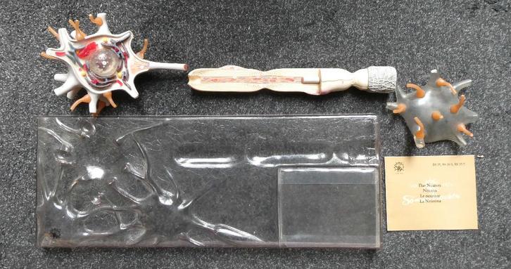 Anatomisch model van een neuron, merk Somso, Antiek en Kunst, Curiosa en Brocante, Ophalen of Verzenden