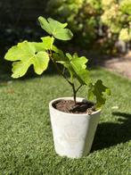 Vijg in pot, Ophalen, Volle zon, Tweejarig, Zomer