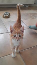 Super cute kittens (katers en poesjes)zoeken een nieuw thuis, Dieren en Toebehoren, Katten en Kittens | Overige Katten, Meerdere dieren