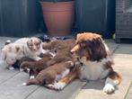 Australian shepherd puppy’s, Dieren en Toebehoren, Particulier, Rabiës (hondsdolheid), Meerdere, 8 tot 15 weken