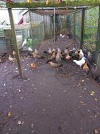 PHOENIX dwerghoen (langstaarten), Dieren en Toebehoren, Pluimvee, Meerdere dieren, Kip