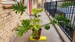 Philodendron bipinnatifidus 'Little Hoop', Ophalen, 100 tot 150 cm, Overige soorten, Halfschaduw