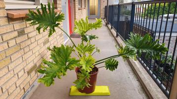 Philodendron bipinnatifidus 'Little Hoop' beschikbaar voor biedingen