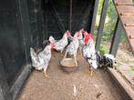 Broedeieren bonte leghorn, Dieren en Toebehoren, Geslacht onbekend, Kip
