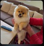 Pomeranian, Dieren en Toebehoren, Particulier, 15 weken tot 1 jaar, Buitenland, Rabiës (hondsdolheid)