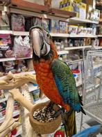 tamme jonge harlekijn ara, Dieren en Toebehoren, Mannelijk, Papegaai, Geringd