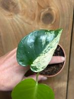 Monstera deliciosa variegata plant mint albo white wit, Huis en Inrichting, Kamerplanten, Ophalen of Verzenden, Halfschaduw, Minder dan 100 cm