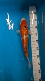 Sanke 31 cm Tosai Marusei, Dieren en Toebehoren, Vissen | Vijvervissen, Karper of Koi