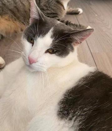 Kater zoekt gouden mand. beschikbaar voor biedingen