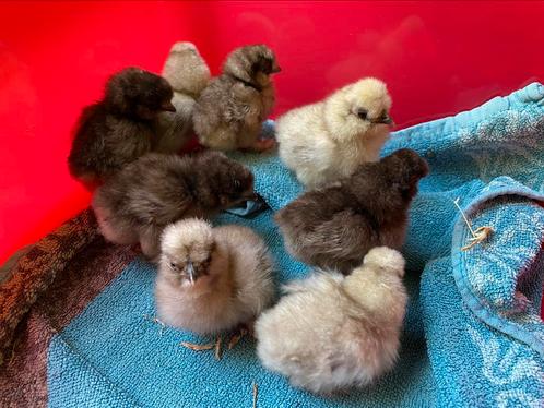 Zijdehoen kriel hen kuikens, Dieren en Toebehoren, Pluimvee, Kip, Vrouwelijk