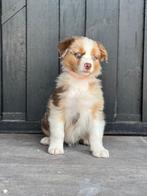Raszuivere australian shepherd pup, Dieren en Toebehoren, Honden | Herdershonden en Veedrijvers, Reu, 8 tot 15 weken, Eén hond