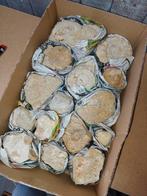 Partij Ammonieten uit Frankrijk -15 stuks-, Verzamelen, Mineralen en Fossielen, Ophalen of Verzenden, Fossiel