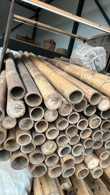 Bamboe palen 250cm beschikbaar voor biedingen
