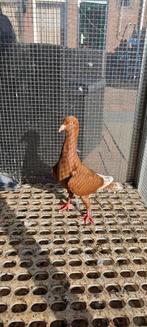 Syrische duiven, Dieren en Toebehoren, Vogels | Duiven, Meerdere dieren, Overige soorten