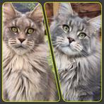 Maine coon kittens, Meerdere dieren, Gechipt, 0 tot 2 jaar