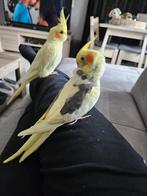 Koppeltje valkparkieten, Dieren en Toebehoren, Vogels | Parkieten en Papegaaien, Meerdere dieren, Parkiet, Tam