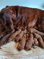Irish doodle pups, HCC (leverziekte), Overige rassen, 8 tot 15 weken, Meerdere
