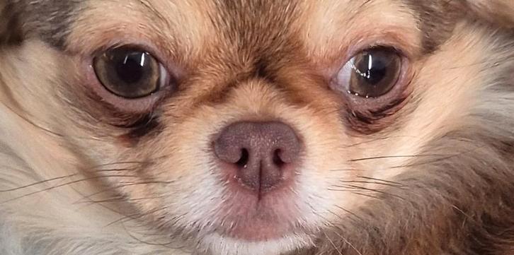 GEZOCHT,  chihuahua teefje of gecastreerd reutje, Geen pup., Dieren en Toebehoren, Honden | Chihuahua's en Gezelschapshonden, Teef