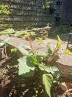 Stekjes van de wijnbesstruik, Tuin en Terras, Ophalen, Minder dan 100 cm, Overige soorten, Zomer